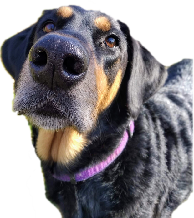 Grooming Aria, pas Aria.